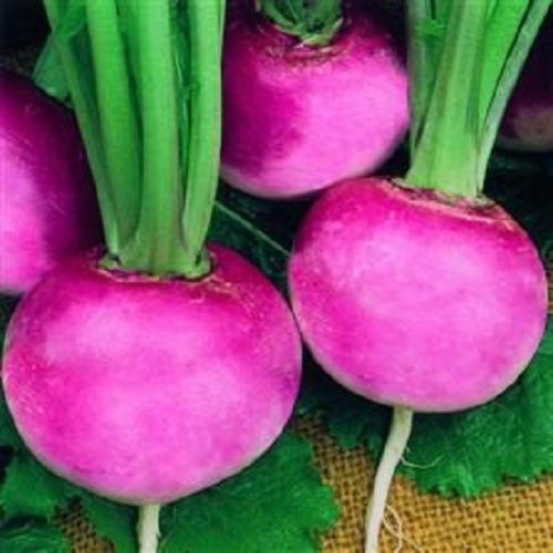 Radish Pink Beauty